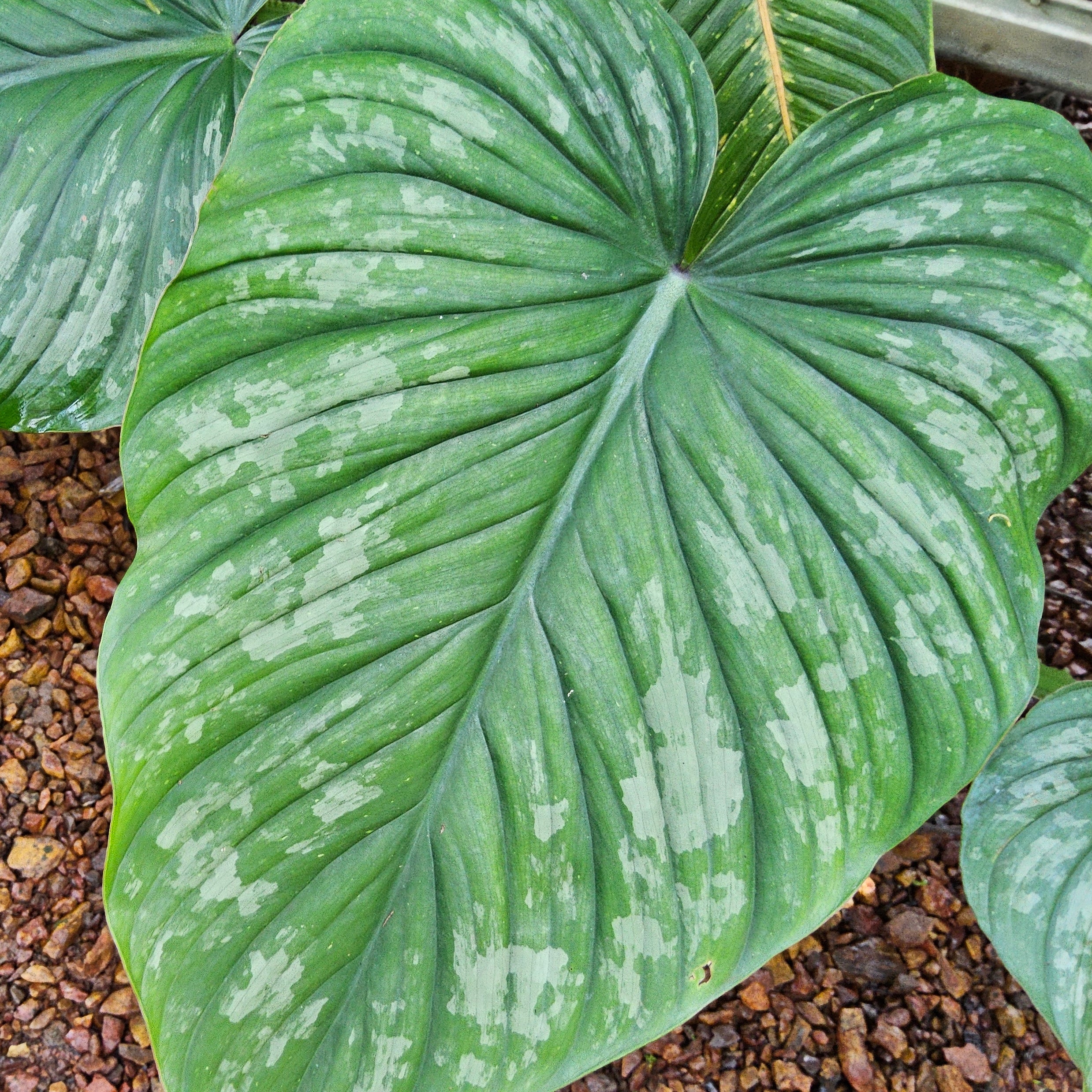 philodendron-mamei-silver-cloud-200mm-squat-norgate-nursery