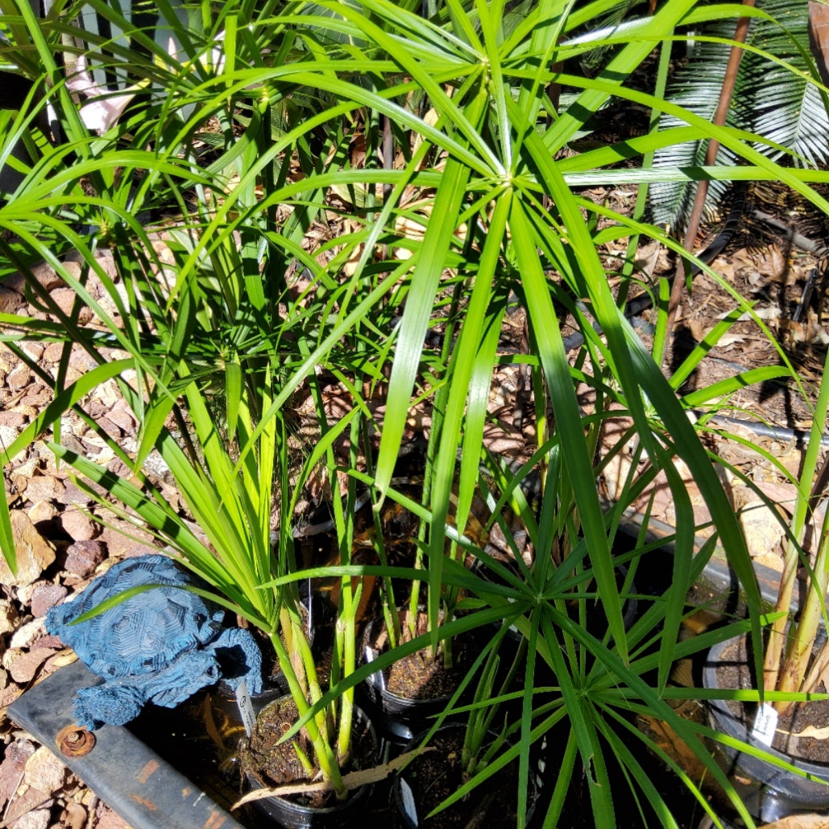 cyperus-alternifolius-umbrella-palm-small-norgate-nursery