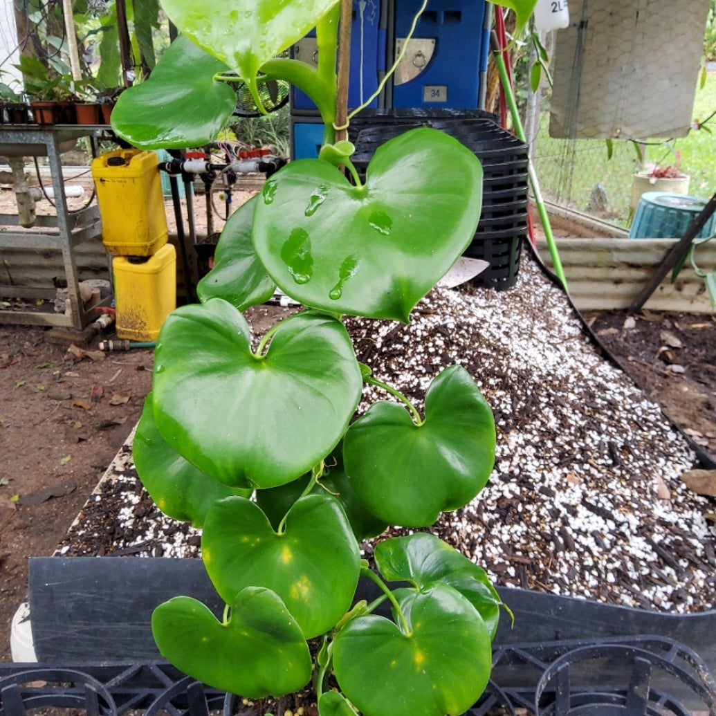 1 4 9 16 Pattern Rule