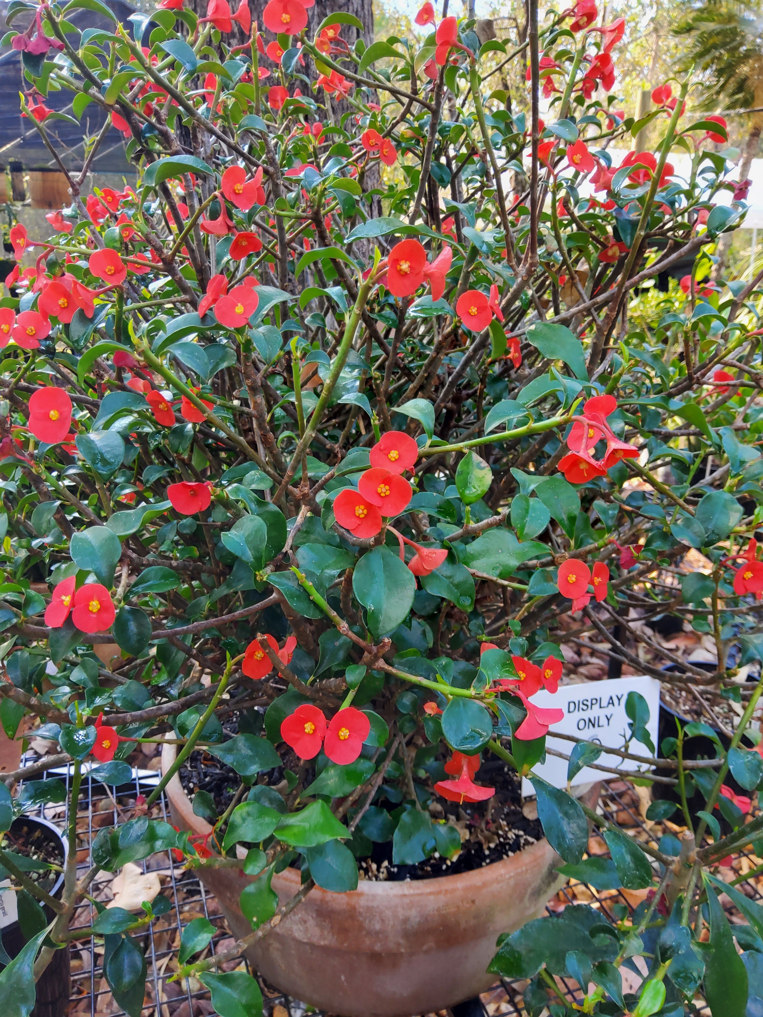 Euphorbia Geroldii (Thornless Crown of Thorns) 140mm | Norgate Nursery